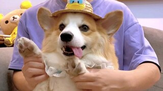 Tarian Panas Boss Pi丨Anda akan mendapatkan tarian melon jika Anda menabur melon