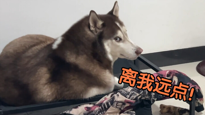 Khi chủ nhân dương tính, chú chó Husky sẽ phản ứng thế nào?