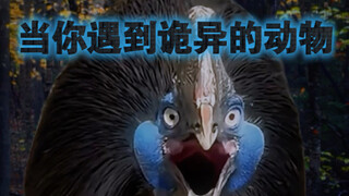 Ketika kamu bertemu hewan aneh 2