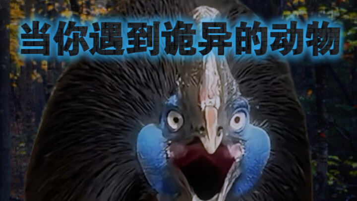 Ketika kamu bertemu hewan aneh 2