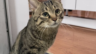 This little cat is so clingy—when you ignore him, he throws a tantrum and starts wailing loudly, but