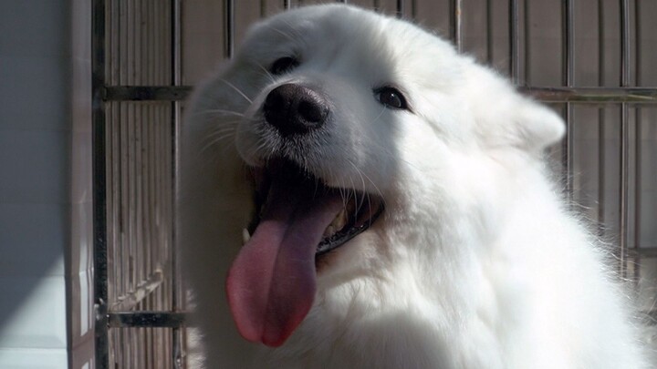 Cún Samoyed cả tháng chưa tắm, mẹ hóa thân thành “cô giáo Tony”, mochi: “Xấu hổ quá!” 【Hai người một