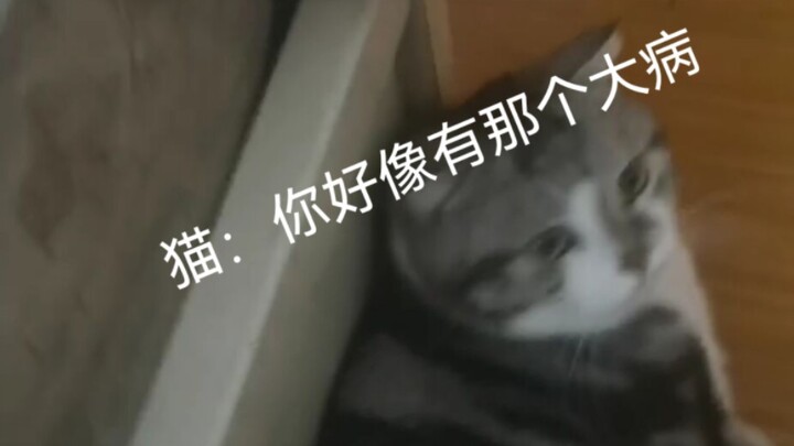 أنت حتى لا تمسك بالفئران، فماذا لو استخدمتك كوسادة دافئة؟！