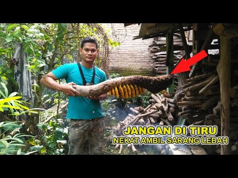Nekat Ambil Sarang Lebah Menggunakan Asap Walaupun Banyak Sengatan