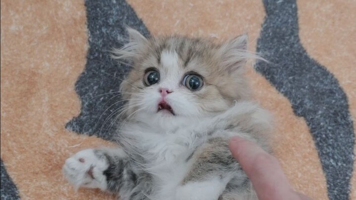 Saat Aku Coba Nge-Scam Si Kucing Kecil