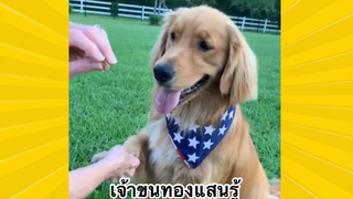 สัตว์เลี้ยงพื่อนขนปุย : เจ้าขนทองแสนรู้