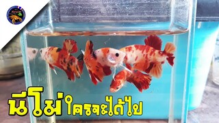 ของฟรีมีในโลกปลากัดนีโม่2คู่สวยๆใครจะได้ไปมาดูพร้อมๆกันสไตล์korattv