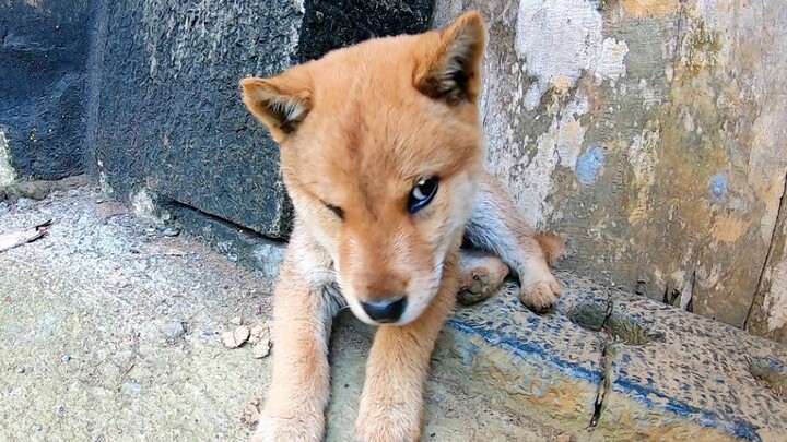 Anak anjing kecil pemarah itu sedang bermain trik, berjongkok di depan rumah saya dan tidak bisa men