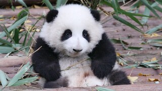 Your teeth aren't even done growing and you're already gnawing on bamboo?