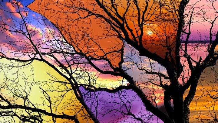 “Cây khô gặp xuân – Cành cây khô bừng nở sắc hoàng hôn và ráng chiều, xin gửi đến bạn thú vị!”