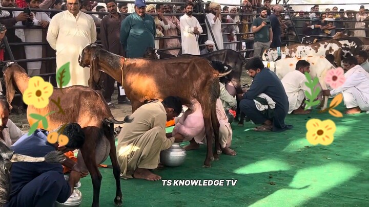 High-milking goat