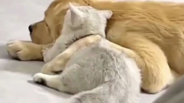 Chú cún và Hakimi là bạn thân đó!