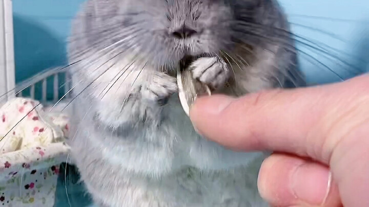 Does Totoro not need to drink water?