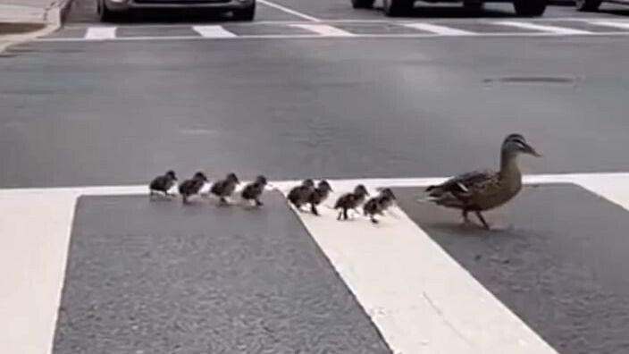 The Cutest Traffic Stop Ever