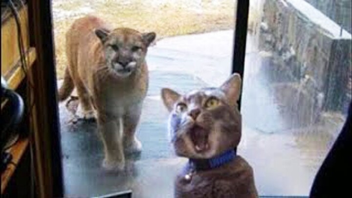 Funny Cats 😹 - Don't try to stop laughing 🤣 - Funniest Cat Ever