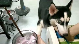 Husky xin ăn uống và cái kết || Husky begging for food and the end #husky #chocung #ngáohusky #pets