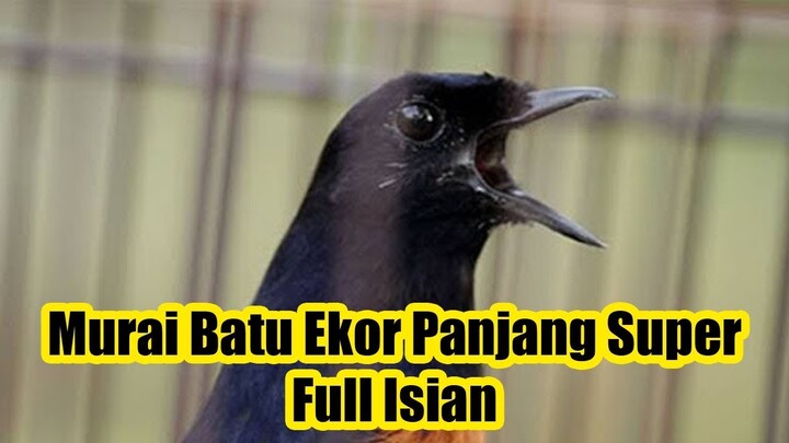 Murai Batu Ekor Panjang Super Full Isian