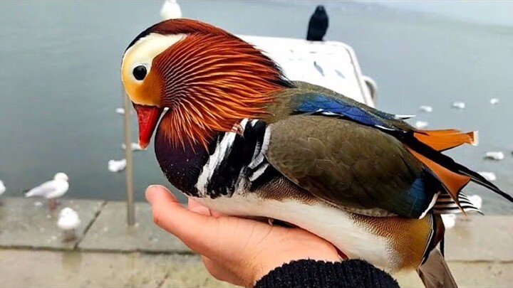 Teach you how to recruit wild mandarin ducks