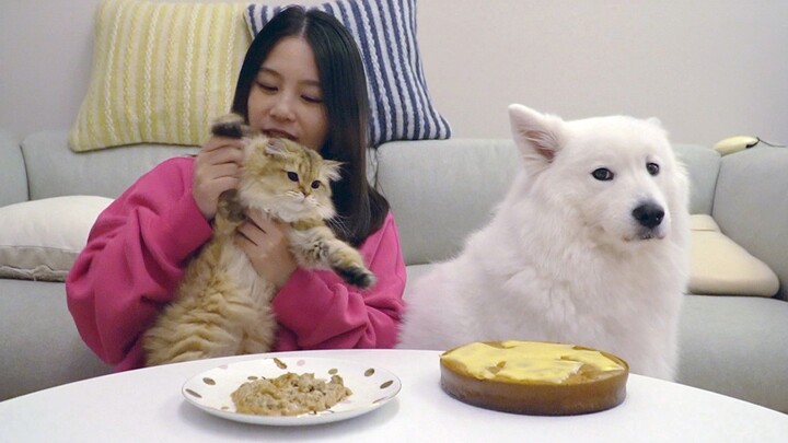 These days, no dog can escape the law of true fragrance. On Samoyed Gummy’s fifth birthday, he made 