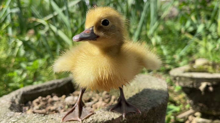 Bebek kecil: Hanya orang yang kulihat pertama kali itulah ibuku
