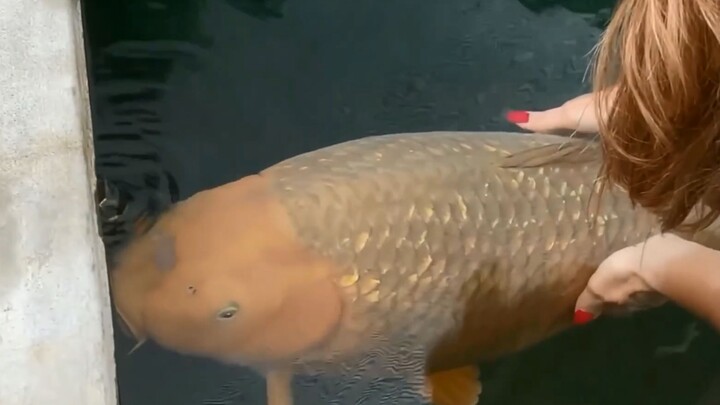 120CM Carps. Obedient and Not Picky.