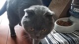 Kucing Biru Mogok Makan Setelah Game Kucing Putih