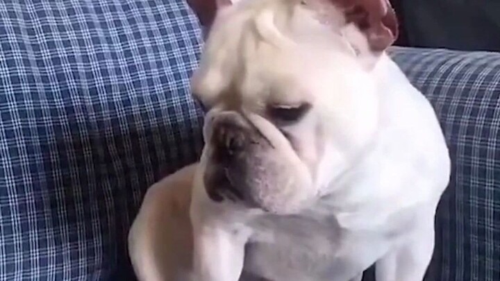 These pets have all become sentient!