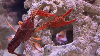 Udang ini benar-benar bisa mematahkan satu kaki hanya dengan satu tembakan!