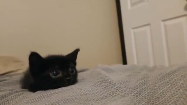 医生说这猫以后会长得很大