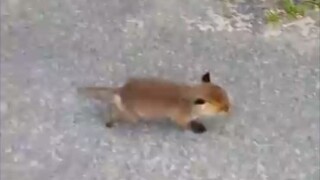 The cute little fox follows people to find its mother!