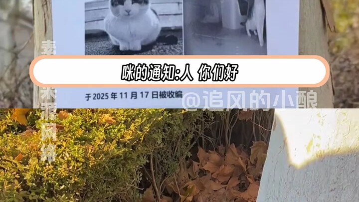 Kucing kampus terkenal, Dahaishen, tiba-tiba menghilang, lalu justru mengirimkan sebuah surat ucapan