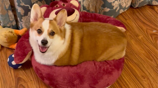 عندما اشتريت بيت الكلب، نسيت أن أتحقق من المقاس...