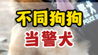 为什么这些狗狗当不了警犬