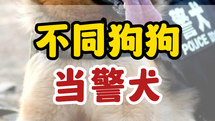 为什么这些狗狗当不了警犬