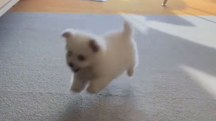 Bên trong có chó dữ, xin đừng vào!!!