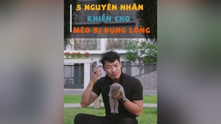 5 nguyên nhân khiến cho mèo bị rụng lông dcgr tuitienpet LearnOnTikTok pet cat