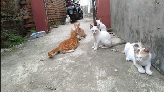 Kehidupan Sehari-Hari Kucing Cats Lovers Tv  Tempatnya Sederhana Tapi Mudah-Mudahan Mereka Bahagia