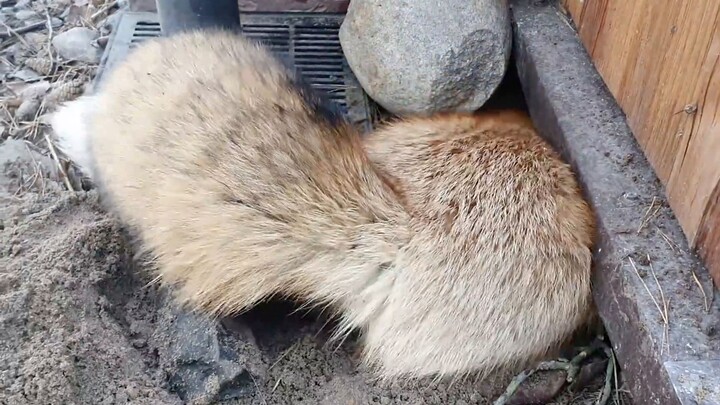 How Foxes Dig Burrows