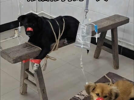 Một ngày làm việc của bác sĩ thú y nông thôn chữa bệnh cho chó mèo