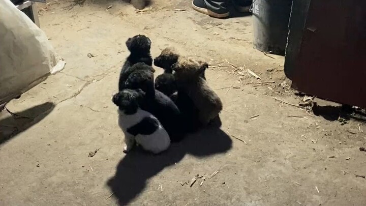 The dog mom was abducted, leaving behind a litter of pups—now all motherless.