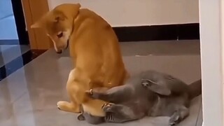“There’s a reason cats don’t play with dogs!!”