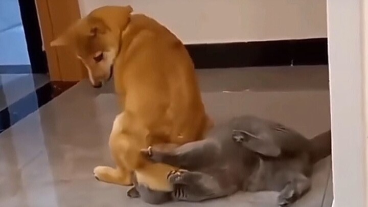 “There’s a reason cats don’t play with dogs!!”