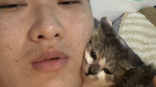 Memperkenalkan kucing ini