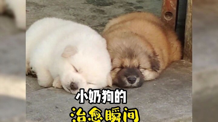 Little puppies are the cutest—watching them will definitely lift your spirits!