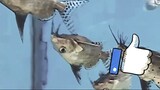 Fish swimming upsidedown
