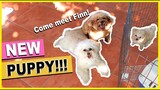 MEET OUR NEW TOY POODLE PUPPY | The Poodle Mom