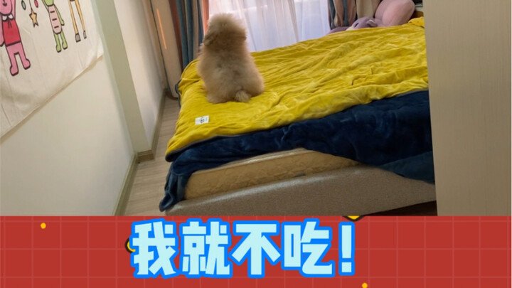 A dog who can’t stay mad for more than five minutes