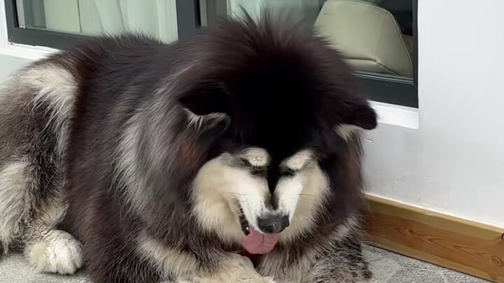 Masuk akal untuk curiga bahwa penampilannya seperti ini ada hubungannya dengan nama keluarga yang ku