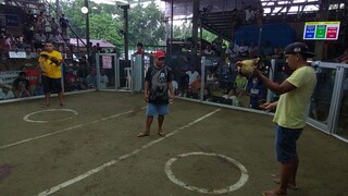 The legendary talisay 5x winner na talisay