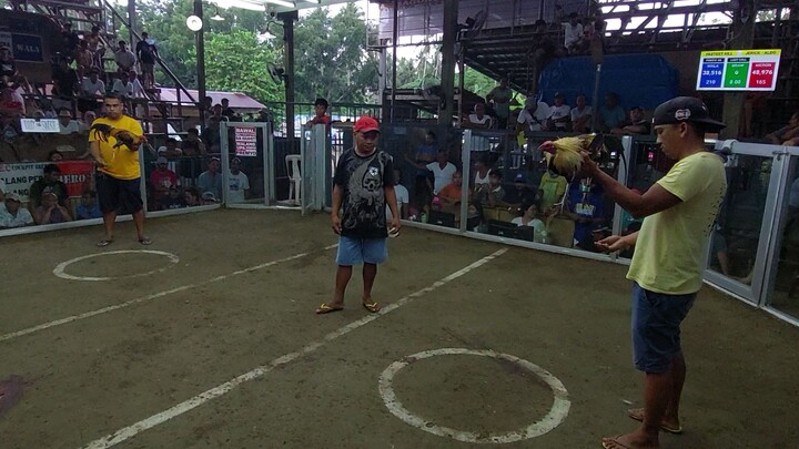 The legendary talisay 5x winner na talisay